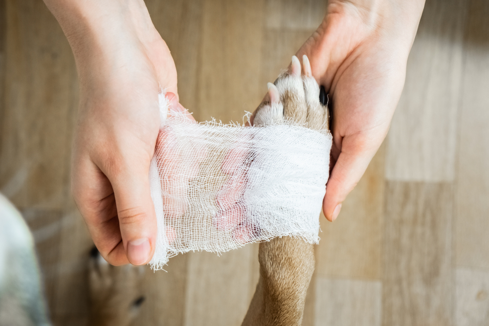 How can I treat an infected dog wound at home?