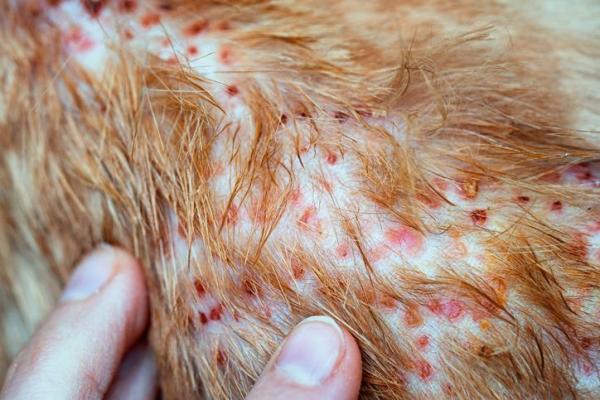 How can I treat my dogs hives at home?