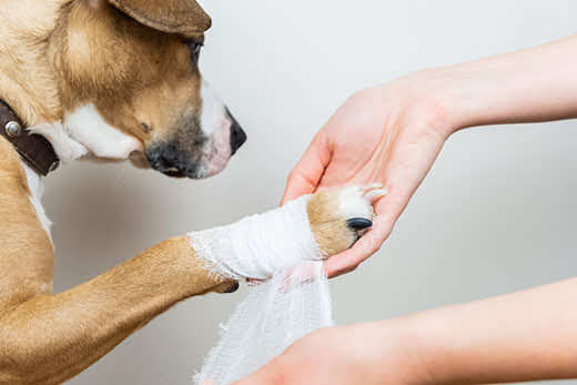 How can I treat my dogs infected wound at home?