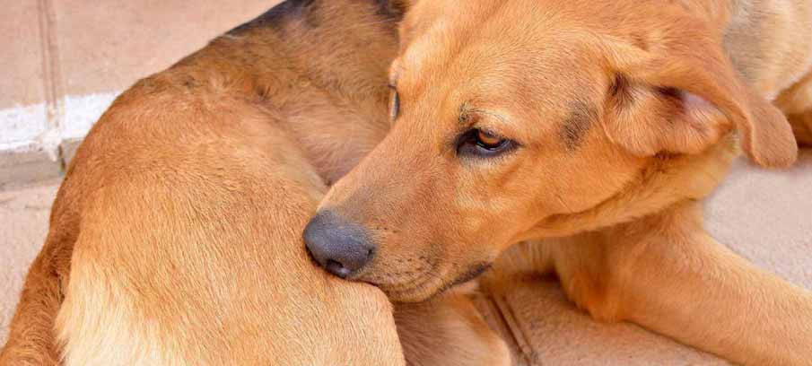 How can I treat my dogs skin allergy at home?