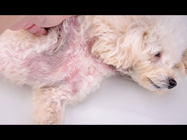 How can I treat my dogs skin infection?