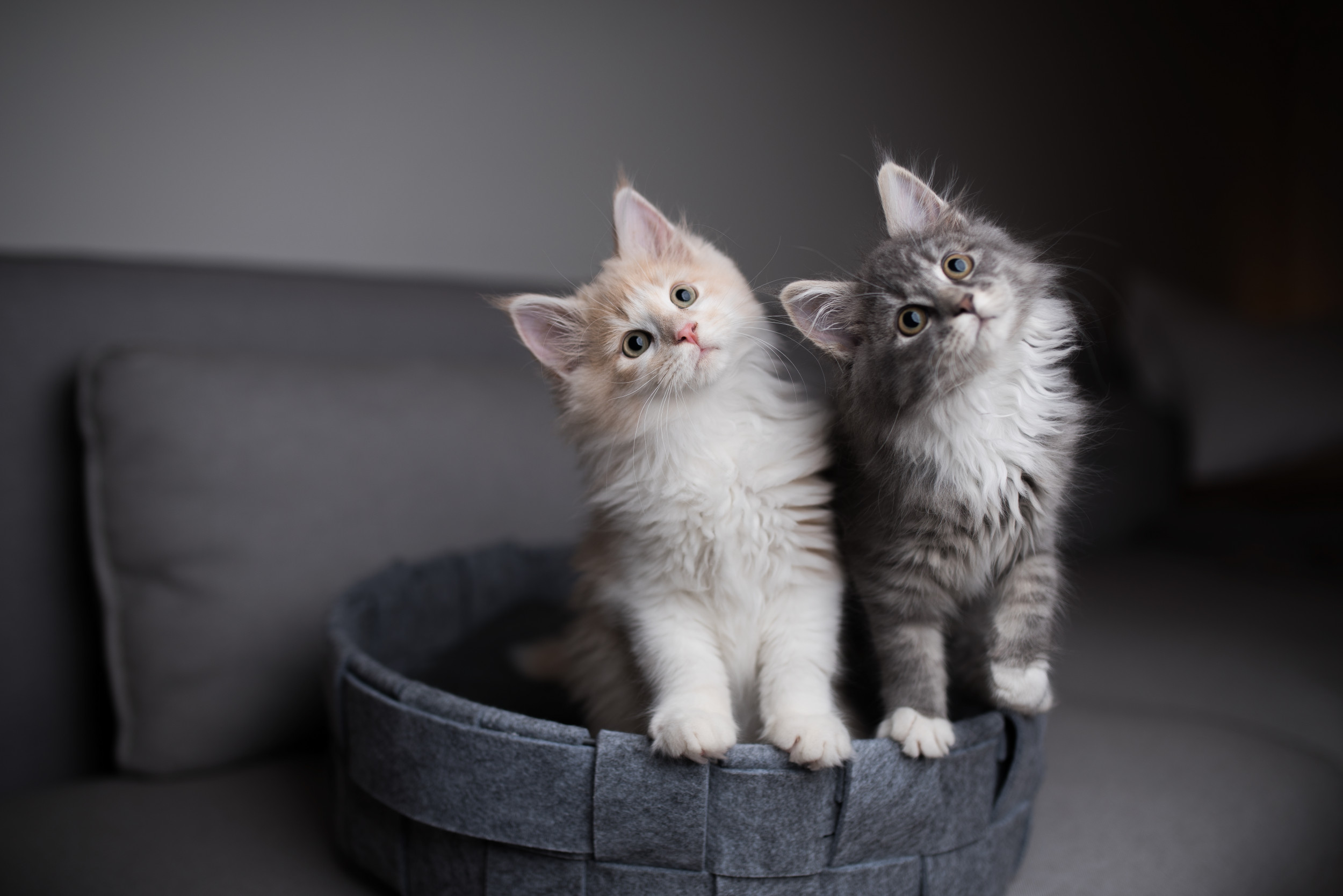 How did kittens get their name?
