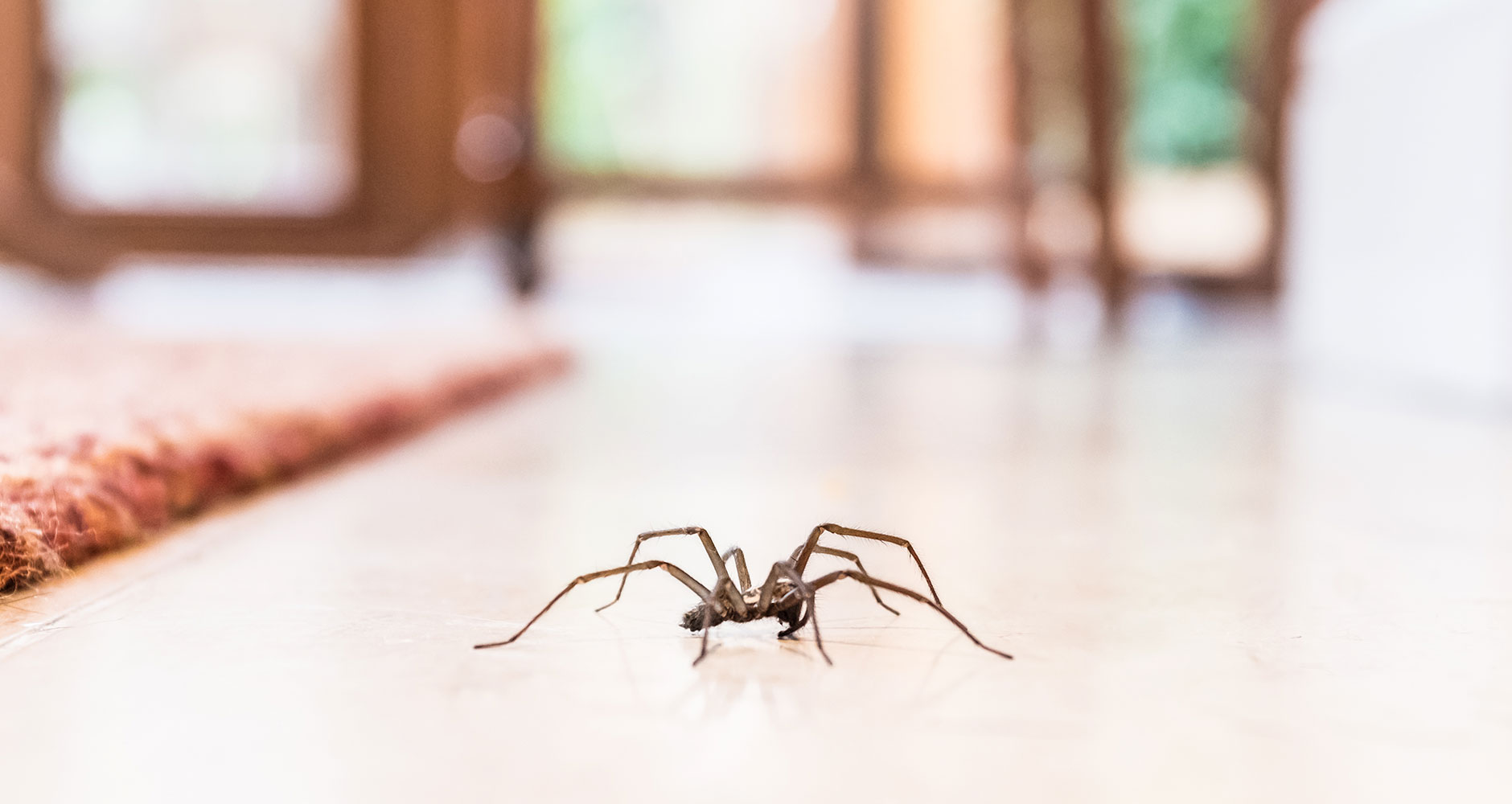 How do I keep spiders free at home?