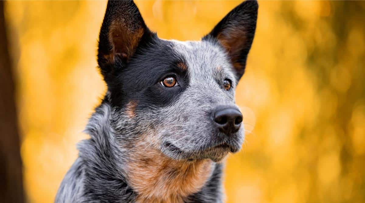 How do I know if my dog is a Blue Heeler?