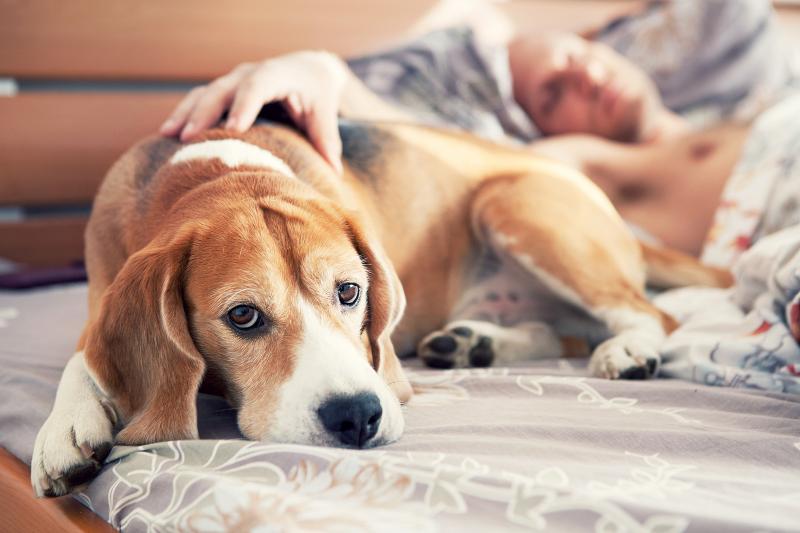 How do I know if my dog is suffering?