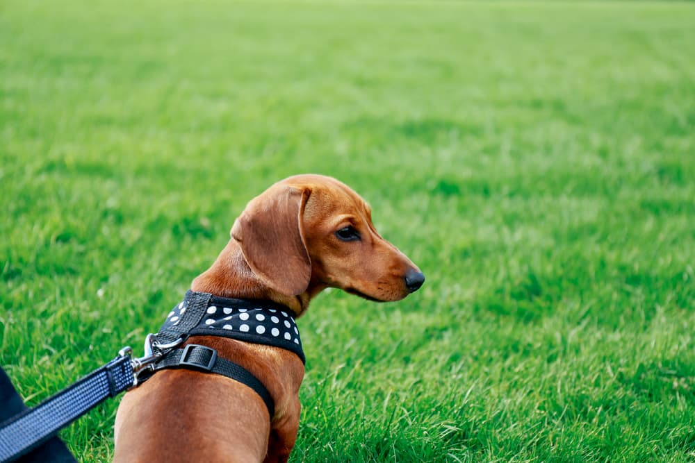 How do I stop my dogs collar from chafing?