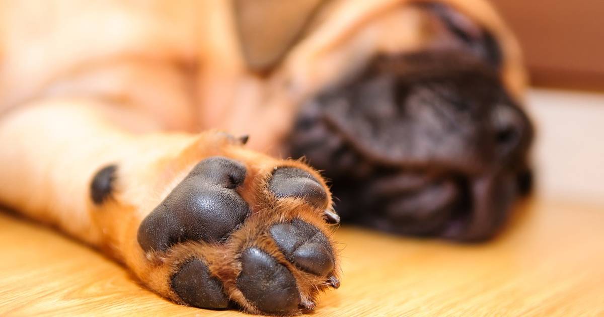How do I stop my dogs feet from smelling like corn chips?
