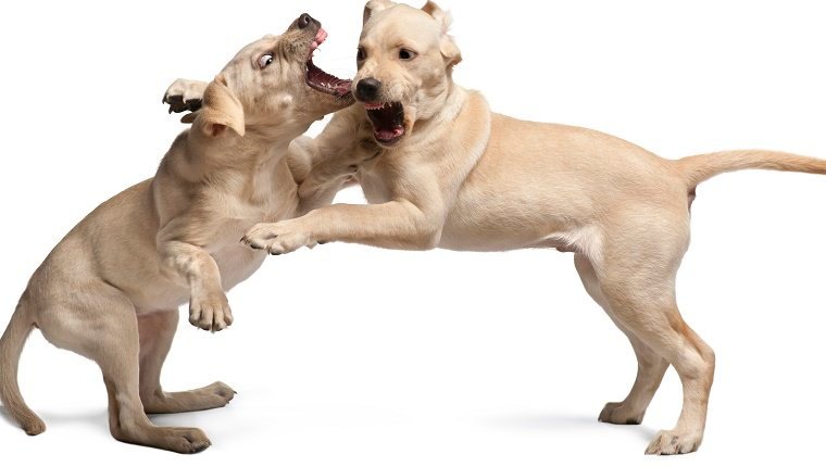 How do I stop my dogs play fighting?