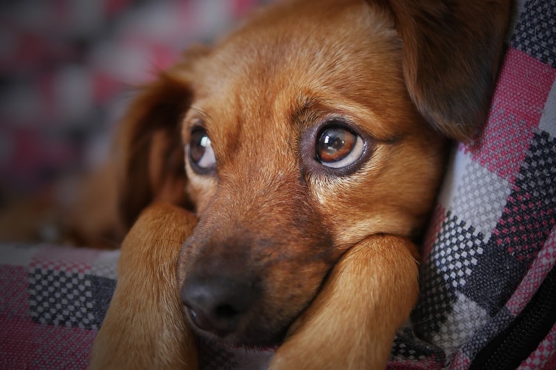 How do dogs act when they smell illness?