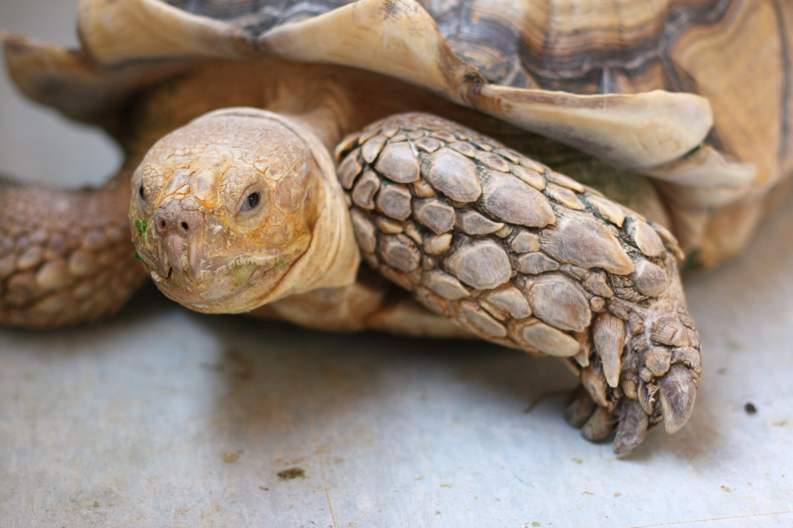 How do you build a Sulcata tortoise habitat?