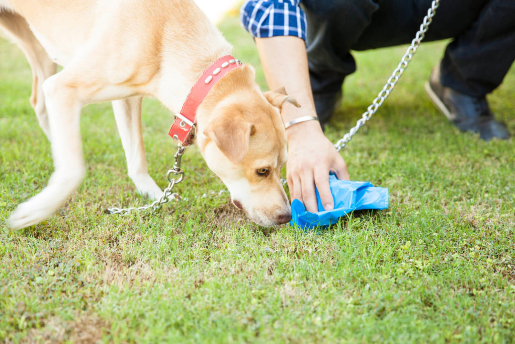 How do you clean up dog poop cleanly?