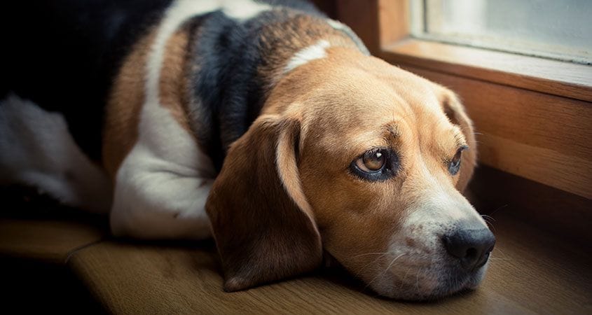 How do you deal with the loss of a pet dog?