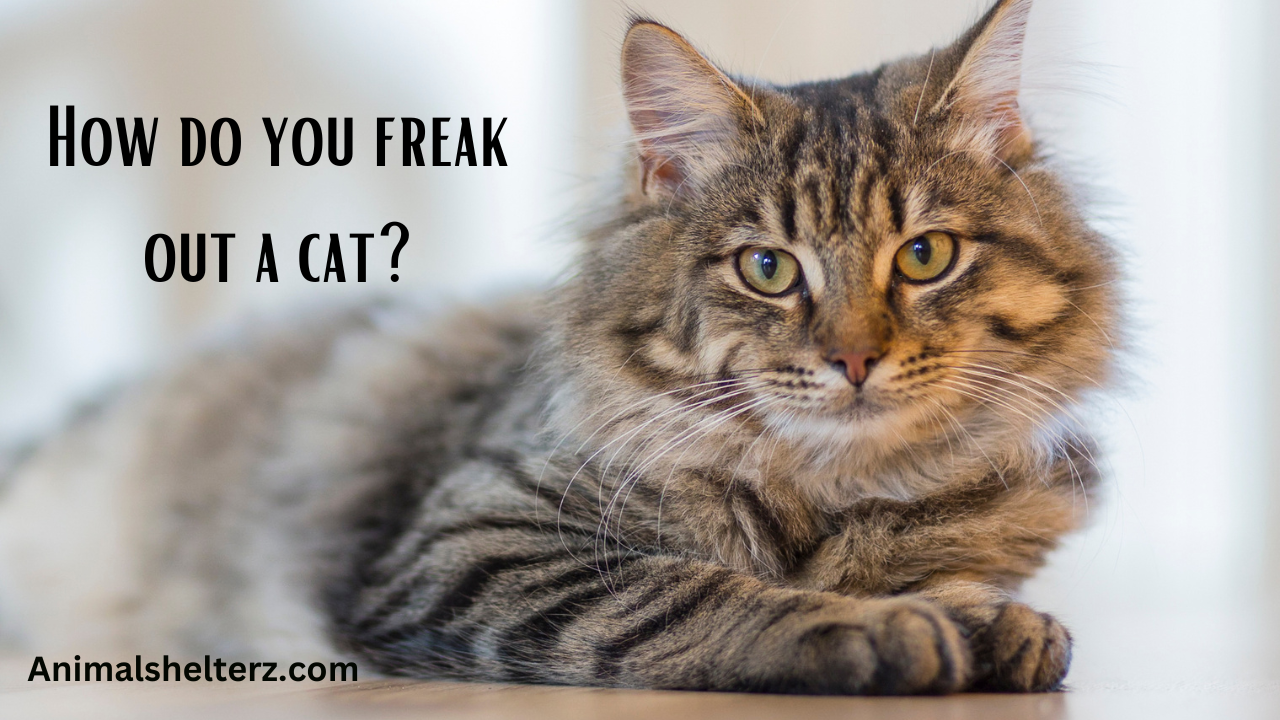 How do you freak out a cat?