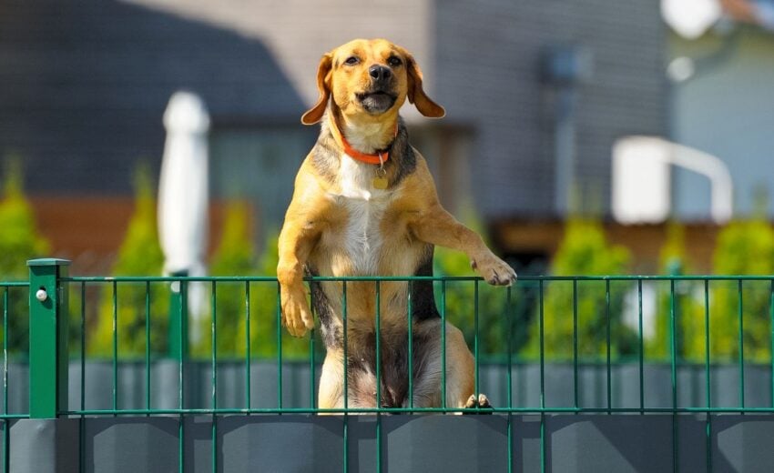 How do you keep a small dog from escaping a fence?