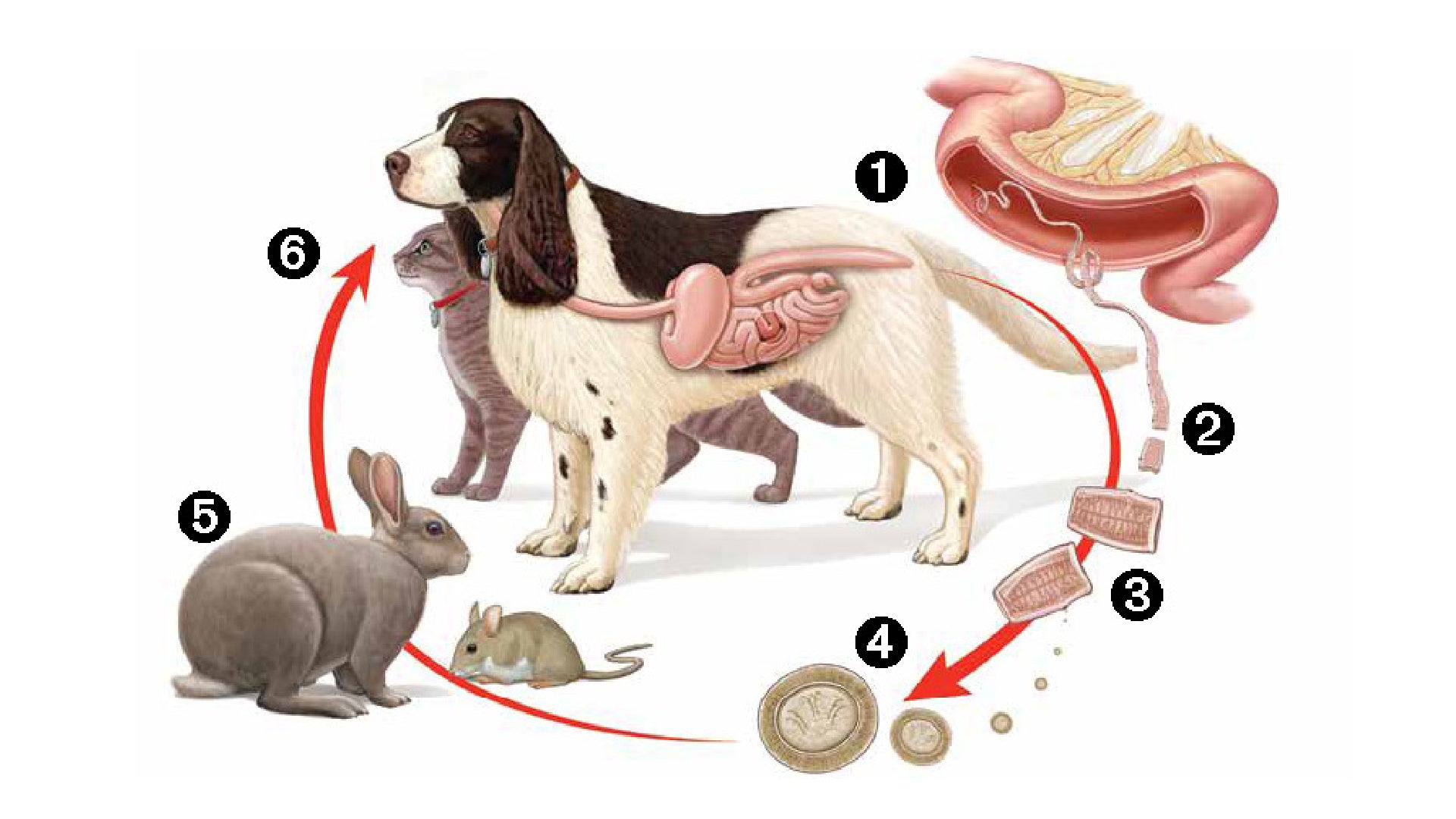 How do you know if your dog has a tapeworm?