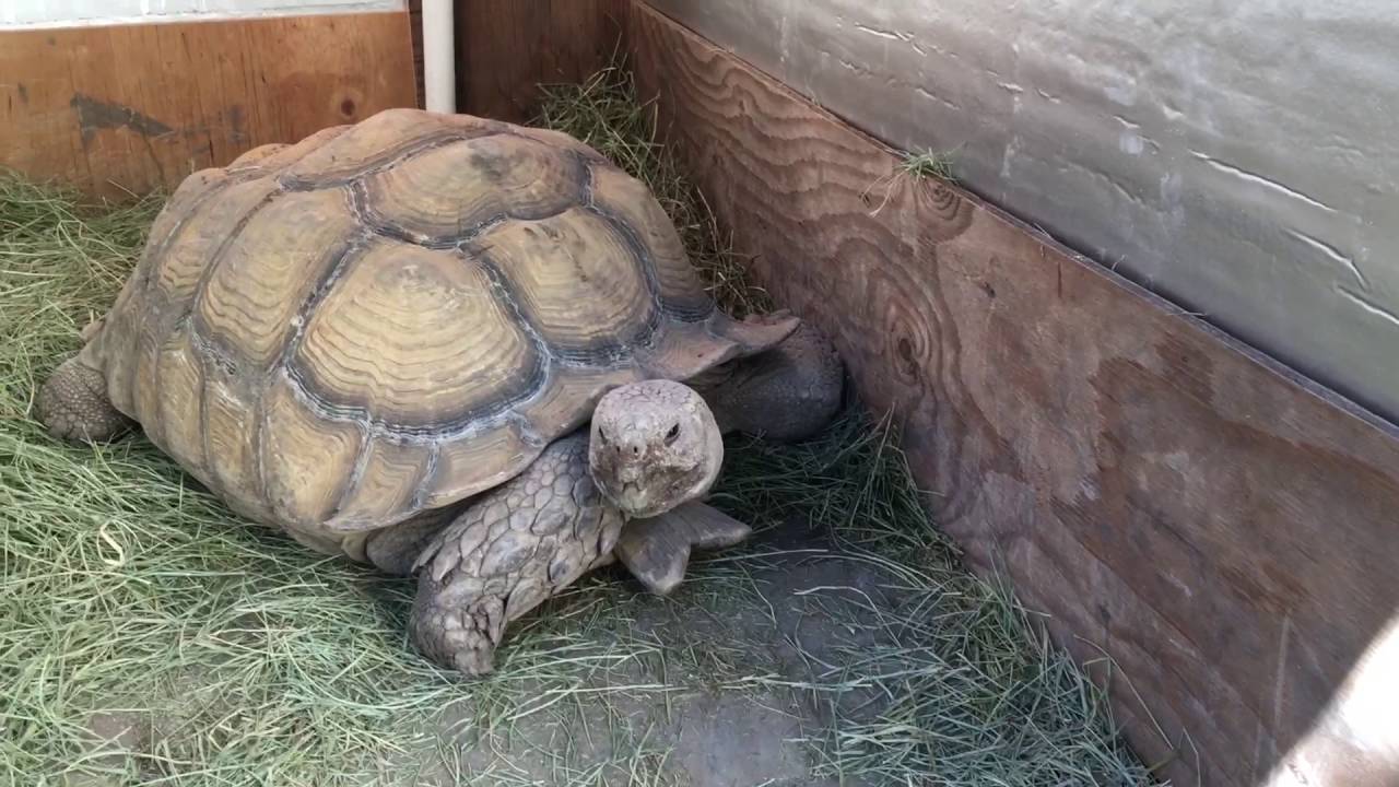 How do you make a sulcata tortoise habitat?