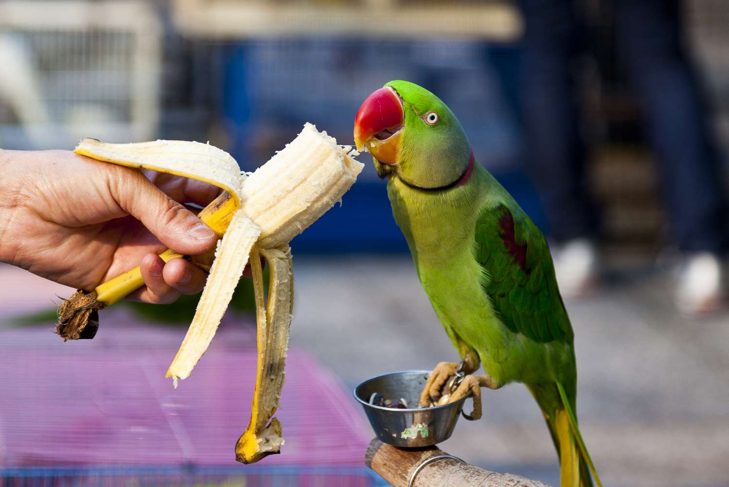 How do you make your birds eat vegetables?