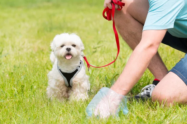How do you pick up a smeared dog poop?