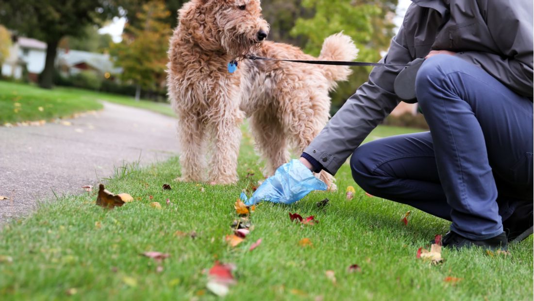 How do you pick up dog poop in long grass?
