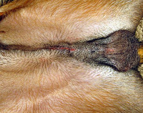 How do you tell if dogs neuter incision is infected?