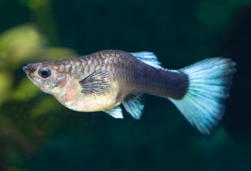How do you tell if guppies are breeding?