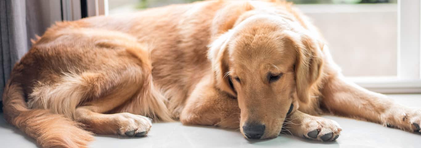 Do pets grieve the loss of another pet?