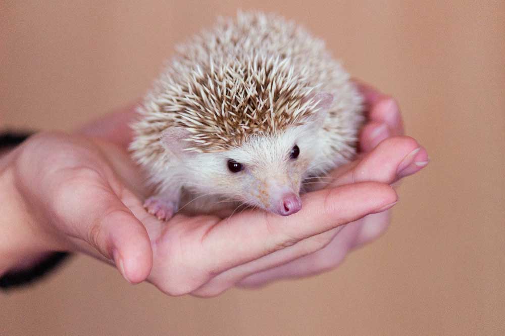 How do you train a hedgehog to be friendly?