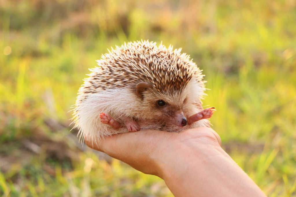 How do you train a pet hedgehog?
