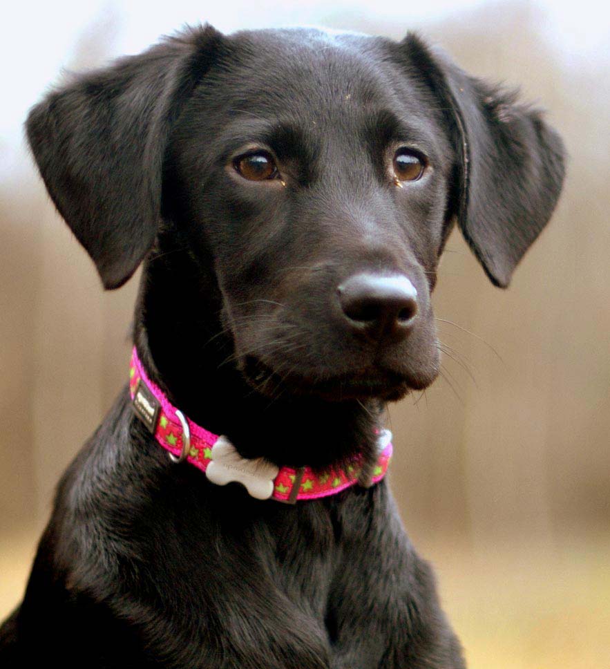How do you treat a sore collar on a dog?