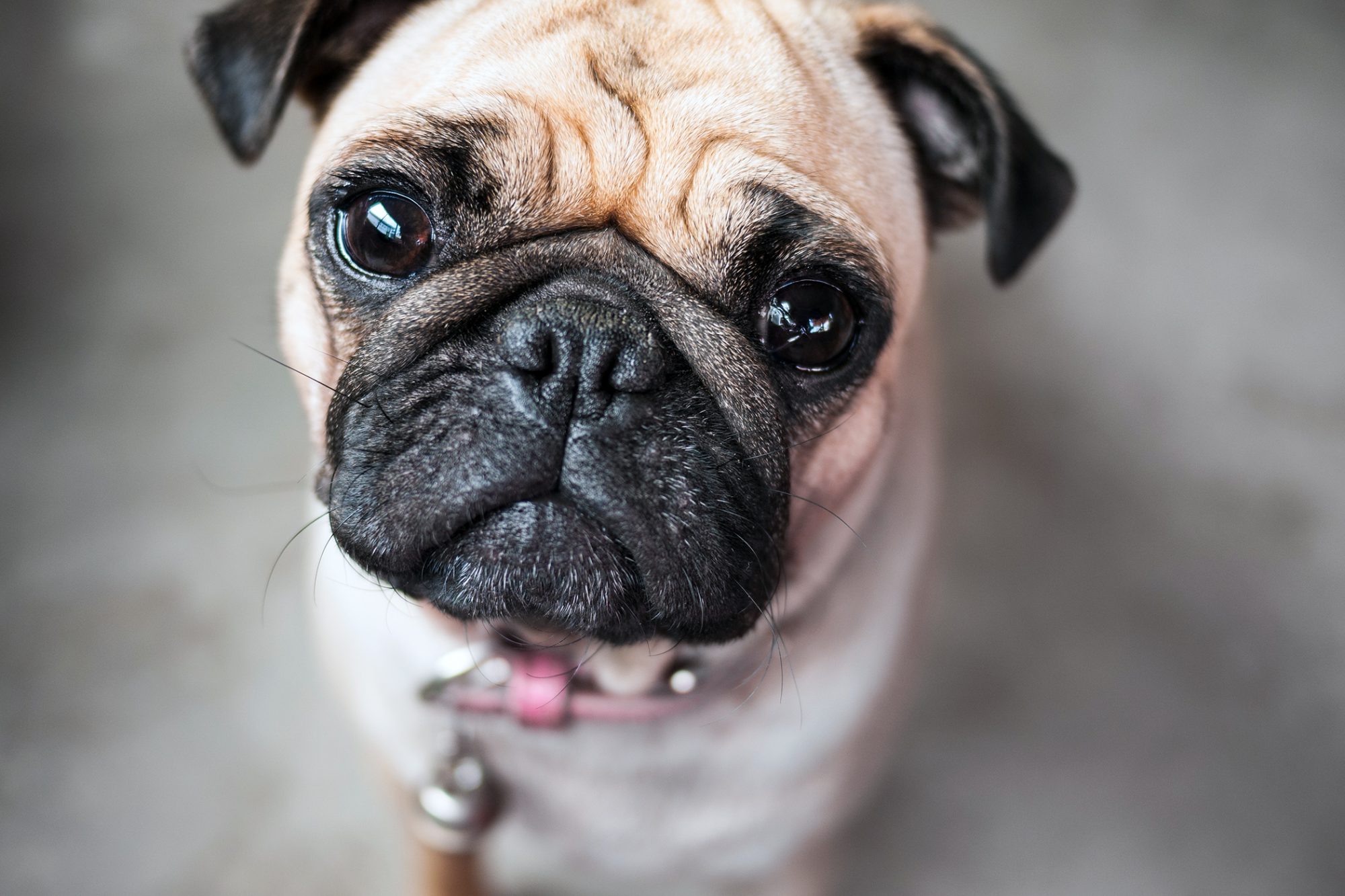 How do you treat cloudy eyes in dogs?