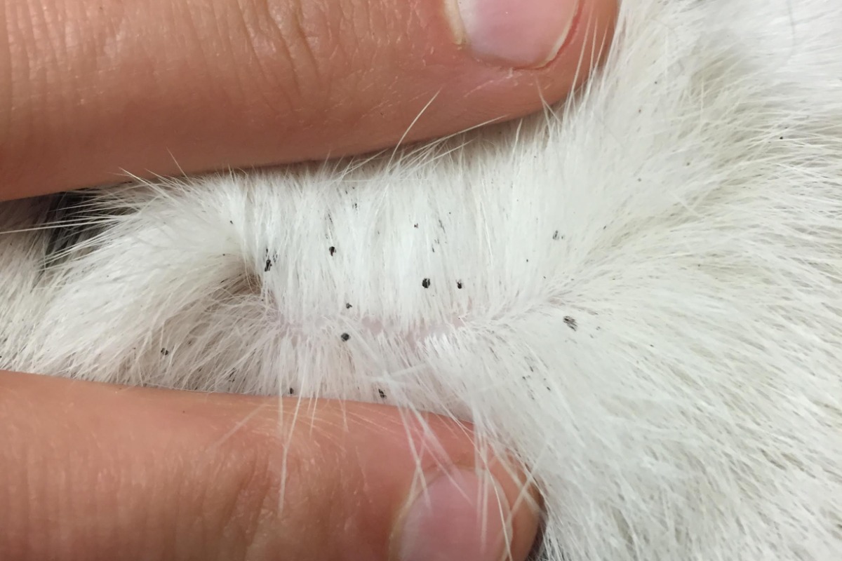 How does indoor cat get fleas?