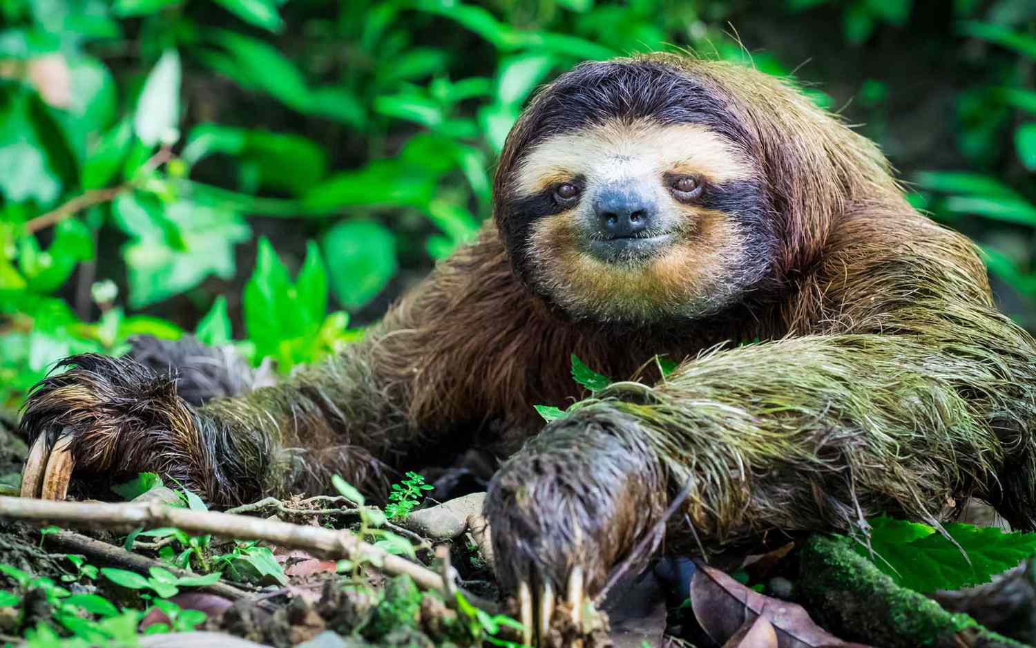 How fast does a sloths swim?