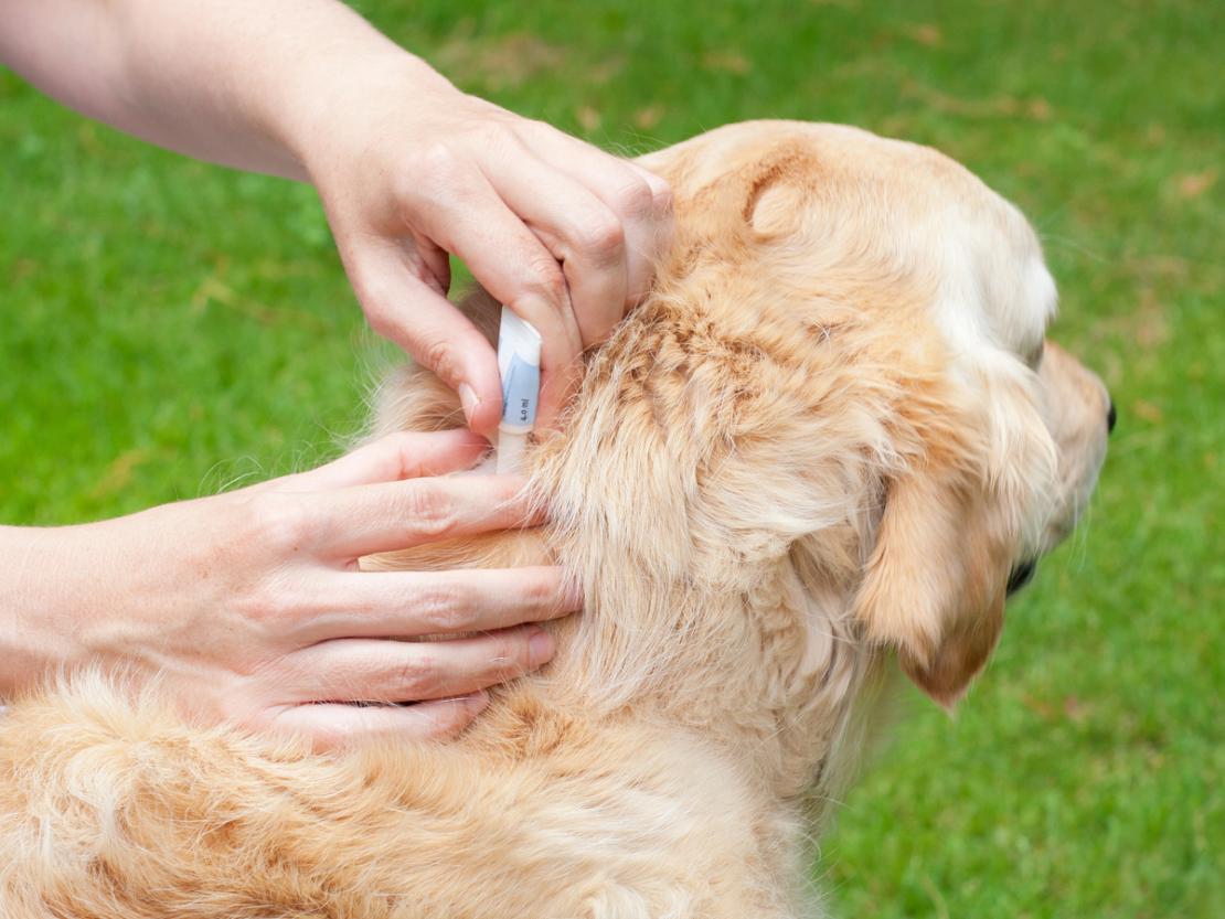 How long after applying Advantix can I touch my dog?