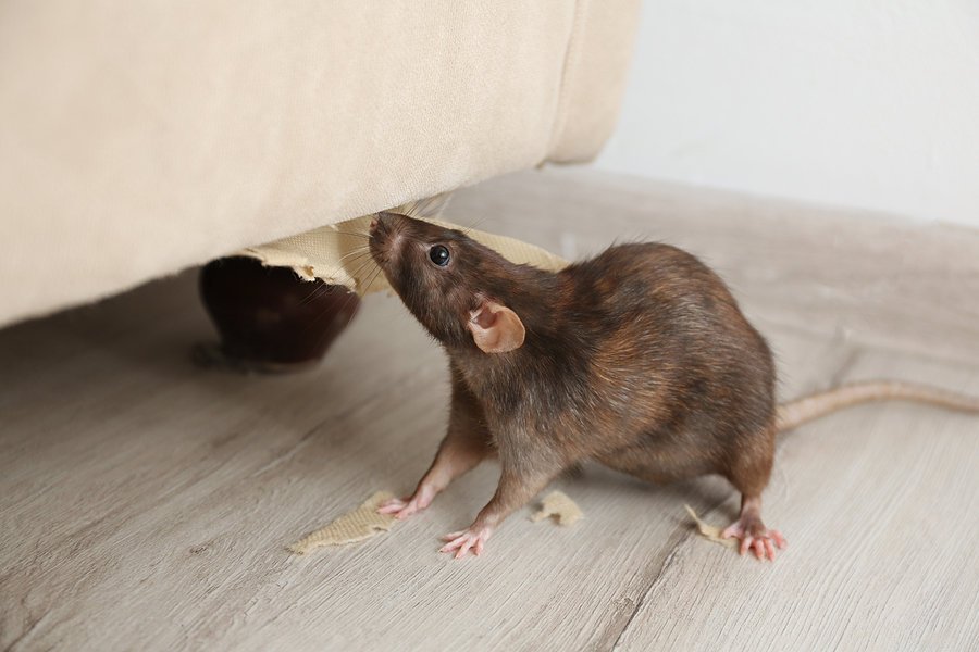 How long can a rat live with a respiratory infection?