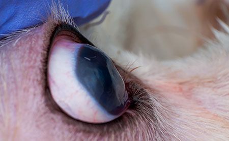 How long do corneal ulcers take to heal in dogs?