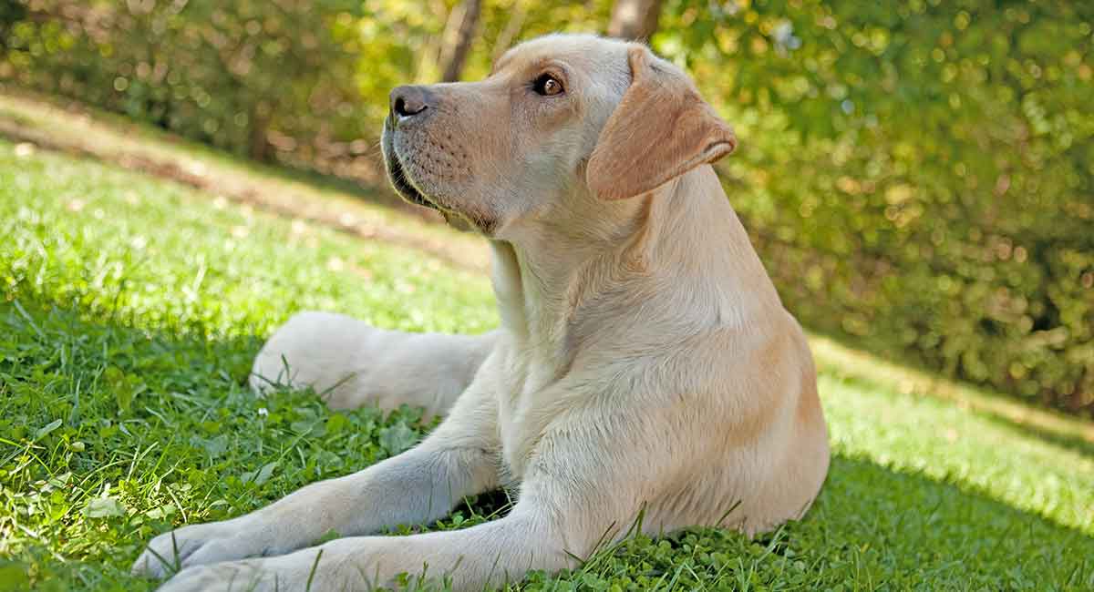 How long do false pregnancy symptoms last in dogs?
