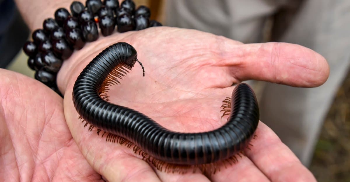 How long do giant millipedes live?