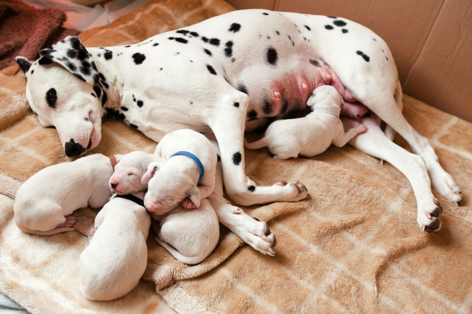 how-long-does-a-female-dog-first-period-last-animal-shelters