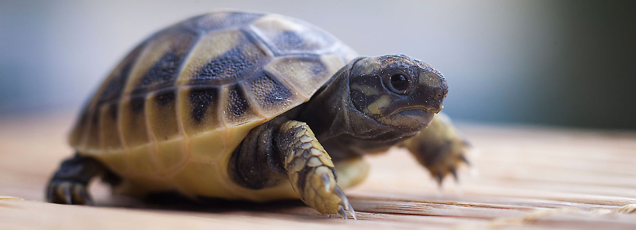 How long does a pet tortoise live?