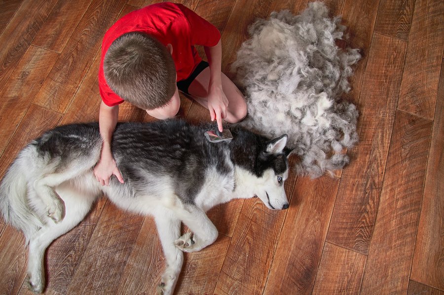 How long does dog seasonal shedding last?