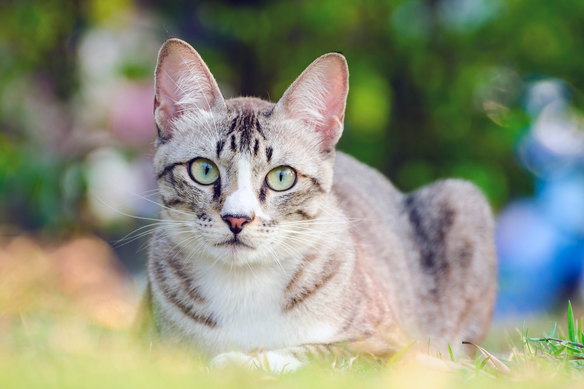How long does it take a cat to recover from toxoplasmosis?