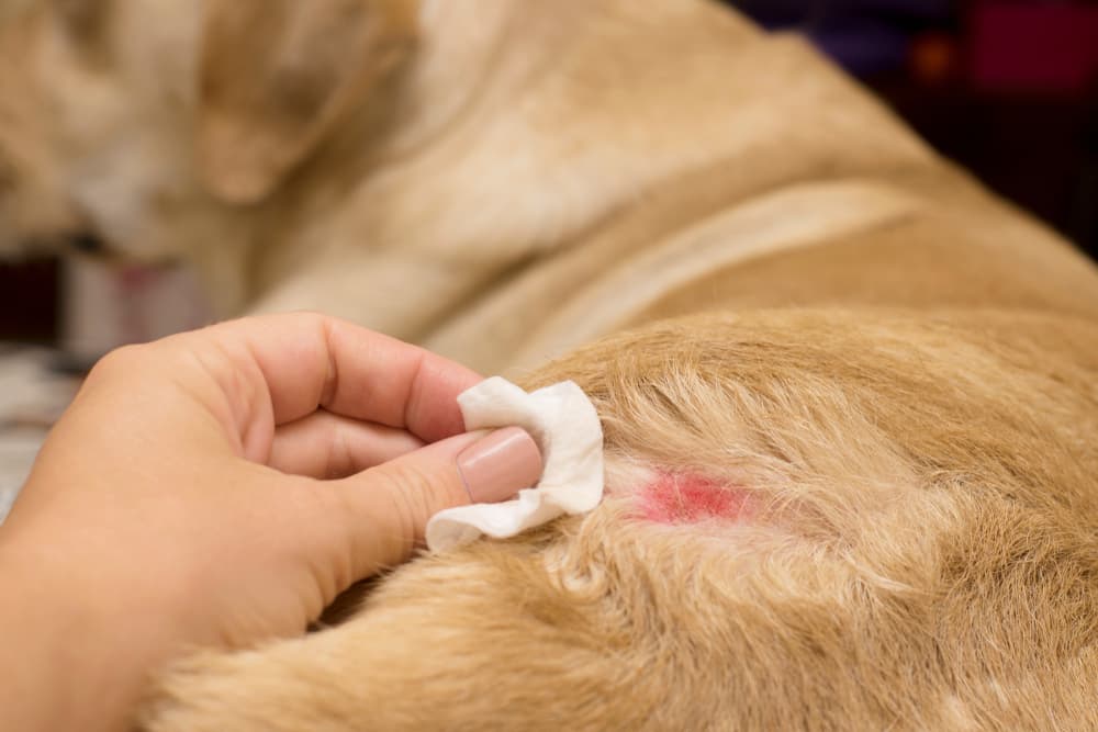 How long does it take for a dogs hotspot to heal?