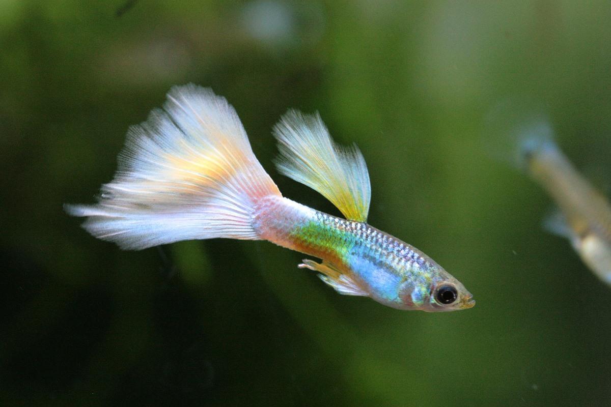 How long does it take to breed guppies?