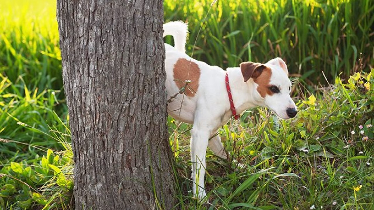 How long does it take to house train a rescue dog?