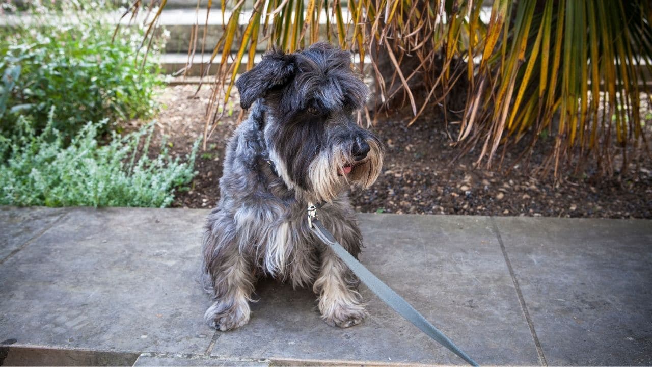 How long does it take to potty train a Miniature Schnauzer puppy?