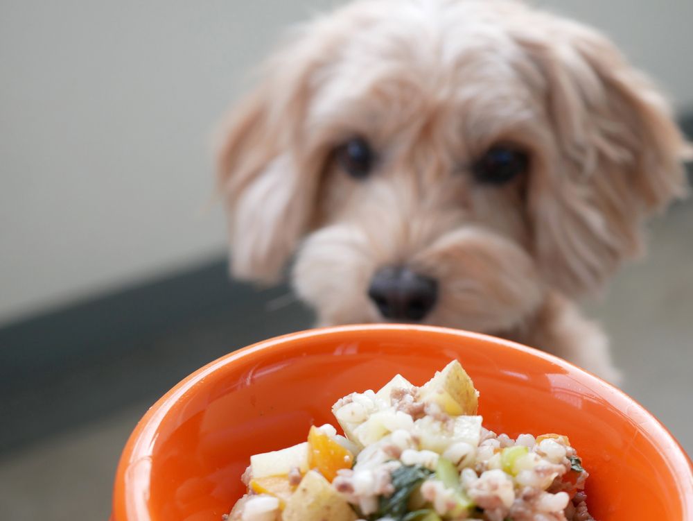 How long should I feed my dog a bland diet for diarrhea?