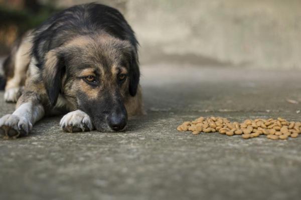 How long should a dog go without food or water before surgery?
