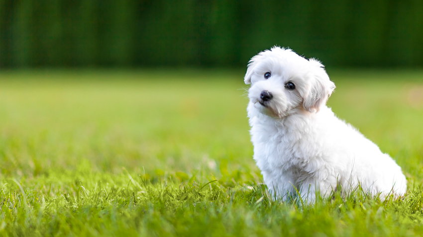 How long should dogs stay off treated grass?