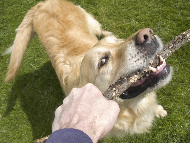 How long should you play tug of war with dog?