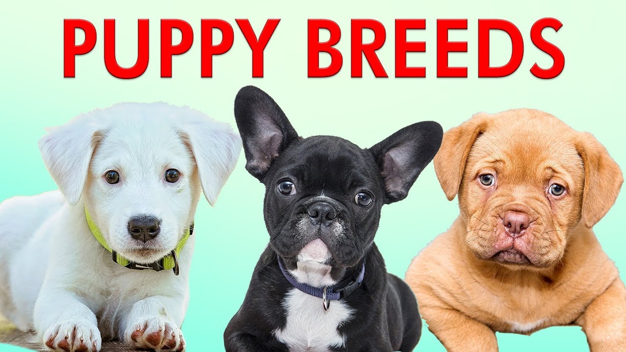 How many different breeds of puppies are there?